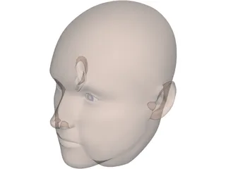 Human Head 3D Model