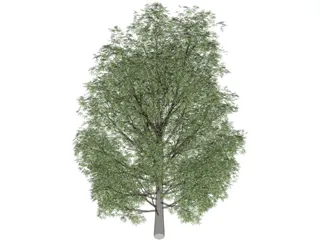 Maple Tree 3D Model