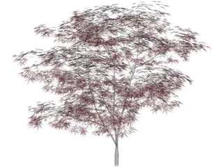 Japanese Maple Tree 3D Model