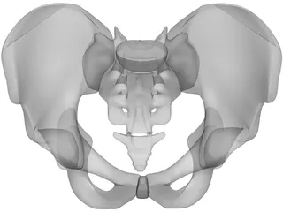 Pelvis and Sacrum 3D Model