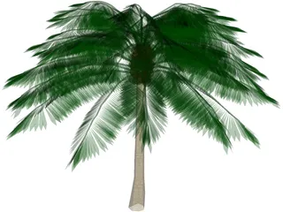 Palm Tree 3D Model