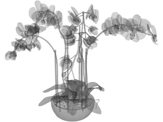 Orchid 3D Model