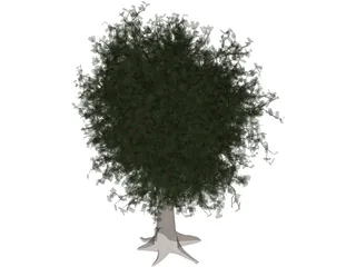 Oak Tree 3D Model