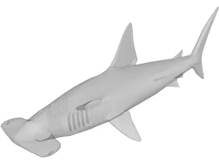 Shark 3D Model