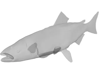 Salmon 3D Model