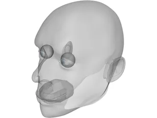 Head Male 3D Model