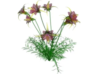 Aquilegia Bied 3D Model