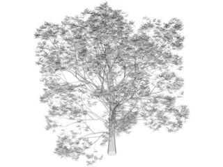 Oak Tree 3D Model