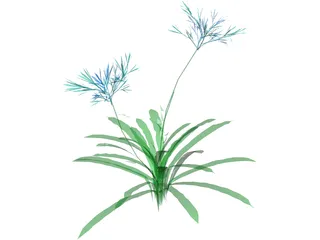 Agapanthus 3D Model