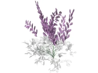 Astilbe Chinensis 3D Model