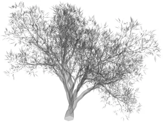 Olive Tree 3D Model