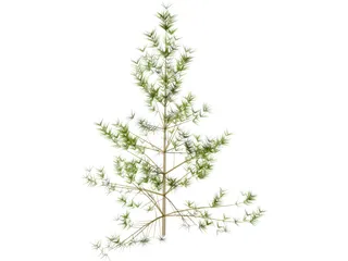 Pine Tree 3D Model