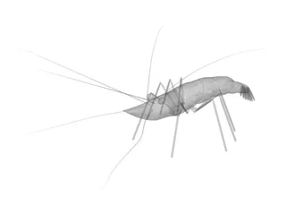 Shrimp 3D Model