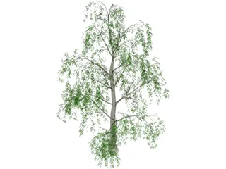 Tree 3D Model