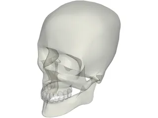 Skull 3D Model