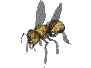 Bee with Fur 3D Model