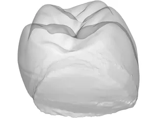 Molar Tooth 3D Model