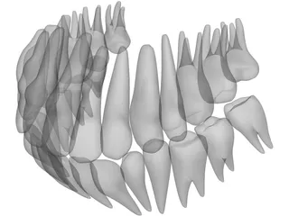 Teeth 3D Model