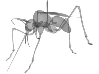 Mosquito 3D Model