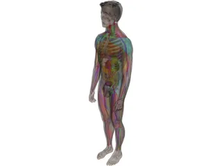 Human Male Complete Anatomy 3D Model