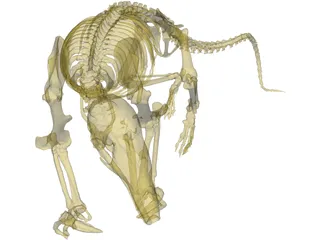 Skeleton Prehistoric 3D Model