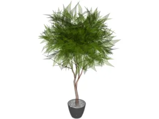 Ash Tree 3D Model