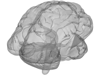 Brain 3D Model