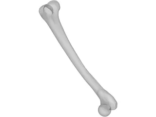 Femur Bone 3D Model