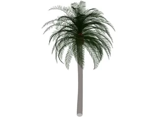 Coconut Tree 3D Model