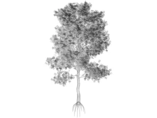 Pinus Coulteri Tree 3D Model
