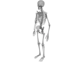 Skeleton Human Male 3D Model