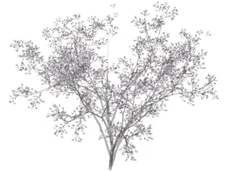 Cercis Siliquastrum Tree 3D Model