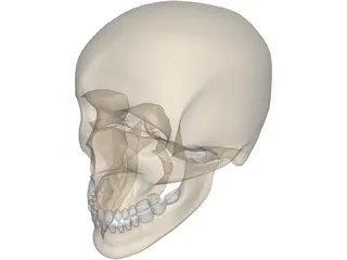 Skull Male 3D Model