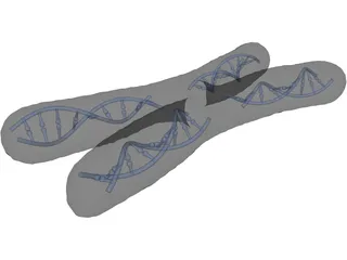 Human Chromosome 3D Model