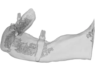 Dental Jaw 3D Model