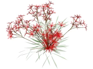 Flower 3D Model