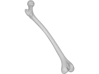 Femur Bone 3D Model