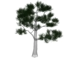 Pine Tree 3D Model