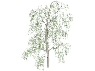 Birch Tree 3D Model