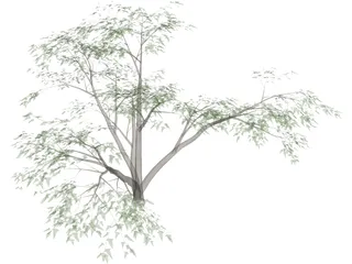 Mesquite Tree 3D Model