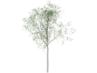 Magnolia Tree 3D Model