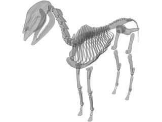 Horse Skeleton 3D Model