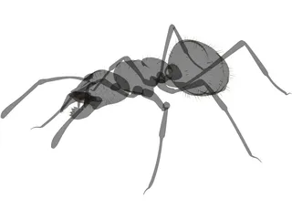 Ant Black 3D Model