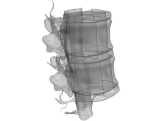 Lumbar Vertebrae 3D Model
