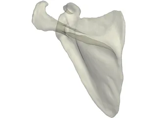 Scapula 3D Model