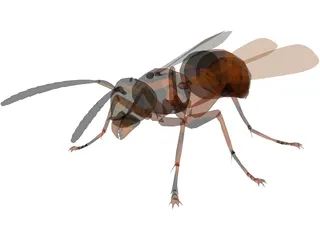 Wasp 3D Model