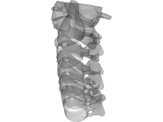 Vertebrae Cervical Bones 3D Model