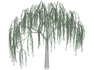 Willow Tree 3D Model