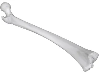 Femur Bone Man 3D Model