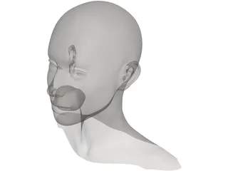 Head Female 3D Model